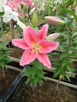 [4370 Red Eyes GA No01.JPG]